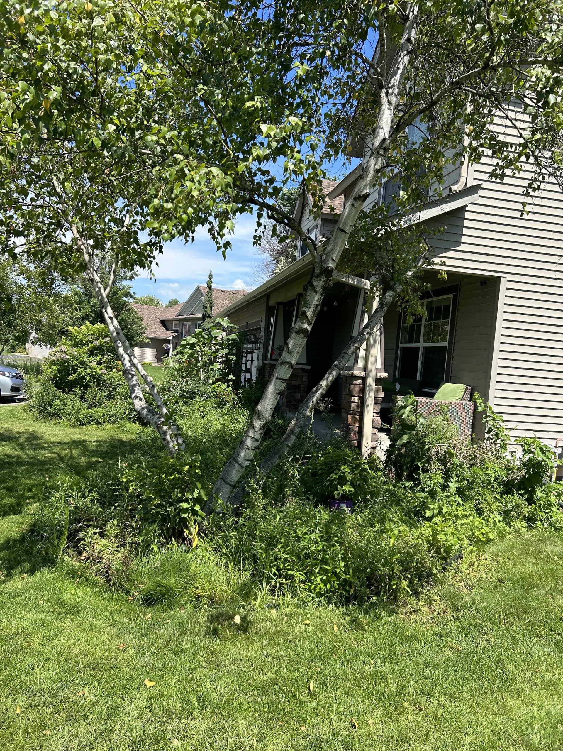 Lawn before restoration